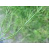 Asparagus (Asparagus officinalis), dried root, 30 g