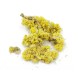 Immortelle (Helichrysum arenarium), dried flower, Bilkaria, 25 g
