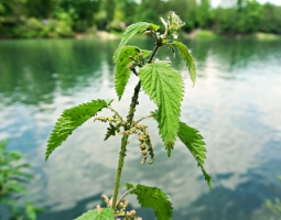 Nettle - in the case of sunburn