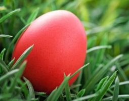 Painting Easter eggs with Spurwort