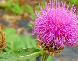 Leuzea - health benefits