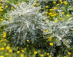 Wormood - Bulgarian folk elixir