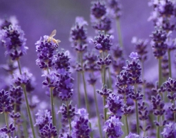 Лавандула - лечебно действие и приложение
