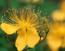 Жълт кантарион - лечебно действие, приложение и странични ефекти