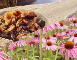 Прополис и ехинацея срещу грип и настинка