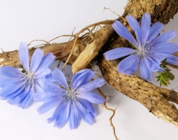 Цикория - описание, разпространение и лечебни качества