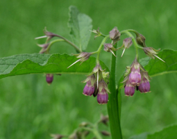 Черен оман - здравословни ползи, приложения и рецепти