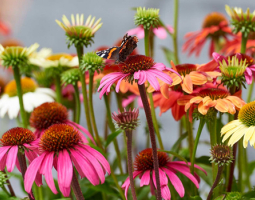 When to use echinacea and when to avoid it?