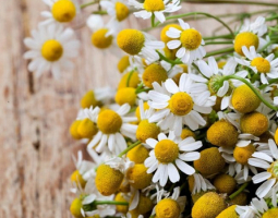 Лайка - здравословни ползи и приложение