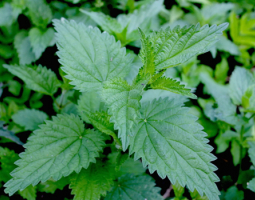 Can nettle improve liver function?