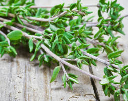 Thyme - health benefits and application