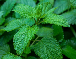 Маточина - здравословни ползи и приложение