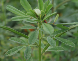 Fenugreek - health benefits and application
