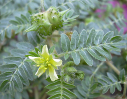 How Tribulus Terrestris helped me (patient story)