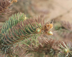 The healing power of pine tips (folk recipes)