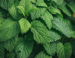 Nettle seeds for better potency