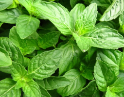 Босилек - римската билка против меланхолия и депресия