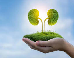 Folk recipes against kidney problems