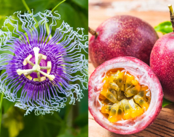 Има ли разлика между пасифлора и маракуя?