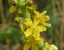 Agrimony - the universal herb