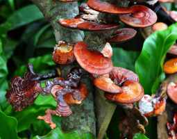 Още за полезните свойства на лечебните гъби Чага и Рейши