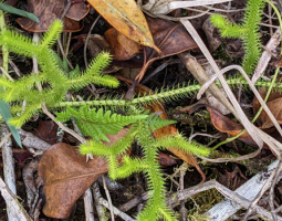 Плавун - здравословни ползи, приложения и рецепти
