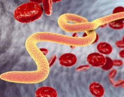 Народна медицина и натурални продукти против глисти