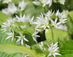 Wild garlic - from Balkan sushi to a remedy for strength and health