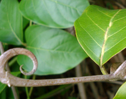 Why is the medicinal plant called Cat's Claw?