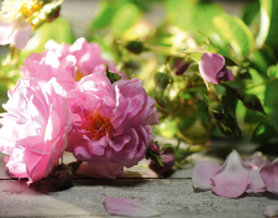 Bulgarian Rose (Rosa Damascena) – Elixir for Health, Beauty, and Harmony
