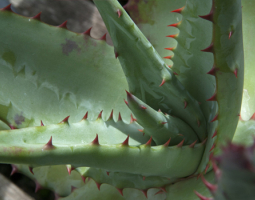 Сух екстракт от Алое – Природното решение срещу запек и храносмилателни проблеми