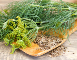 Dill – An Aromatic Herb with Healing Power
