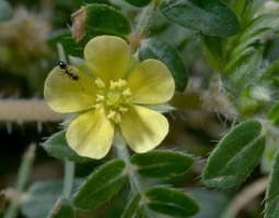 Bulgarian healer Boris Nikolov: The Bulgarian Viagra is called Tribulus Terrestris