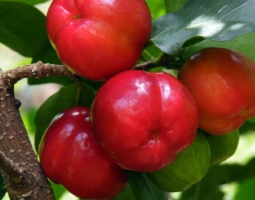 Какви са здравословните ползи на ацеролата и как ни помага да бъдем здрави?